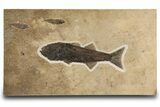 Multiple Fossil Fish (Mioplosus & Knightia) Plate - Wall Mount #299818-1